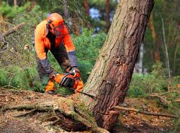 Best Tree Risk Assessment  in Southport, IN