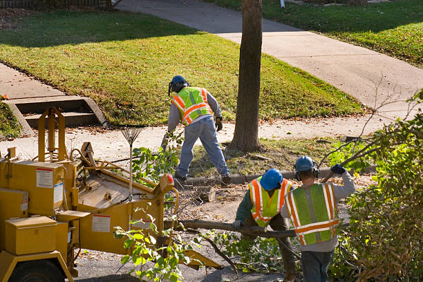 Best Emergency Tree Removal  in Southport, IN