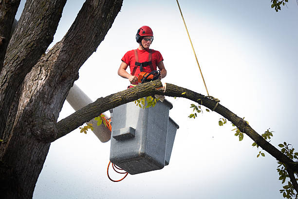 Trusted Southport, IN Tree Removal Experts